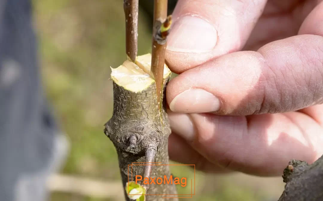 پیوند شکمی و اسکنه ای در کنار هم